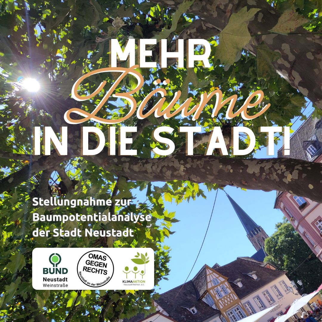 Mehr Bäume in die Stadt!